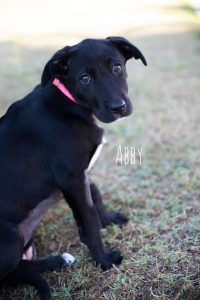 Abby