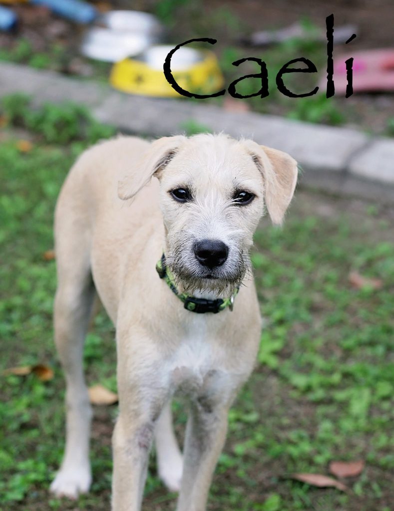 Caeli