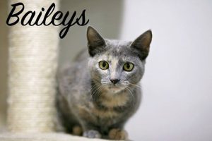 bailys