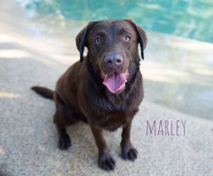marley