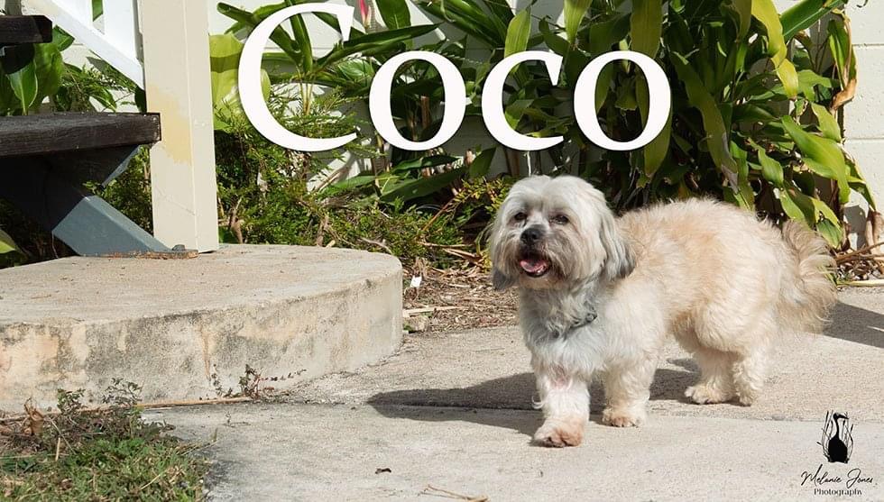Coco Townsville Foster and Rehoming Animals