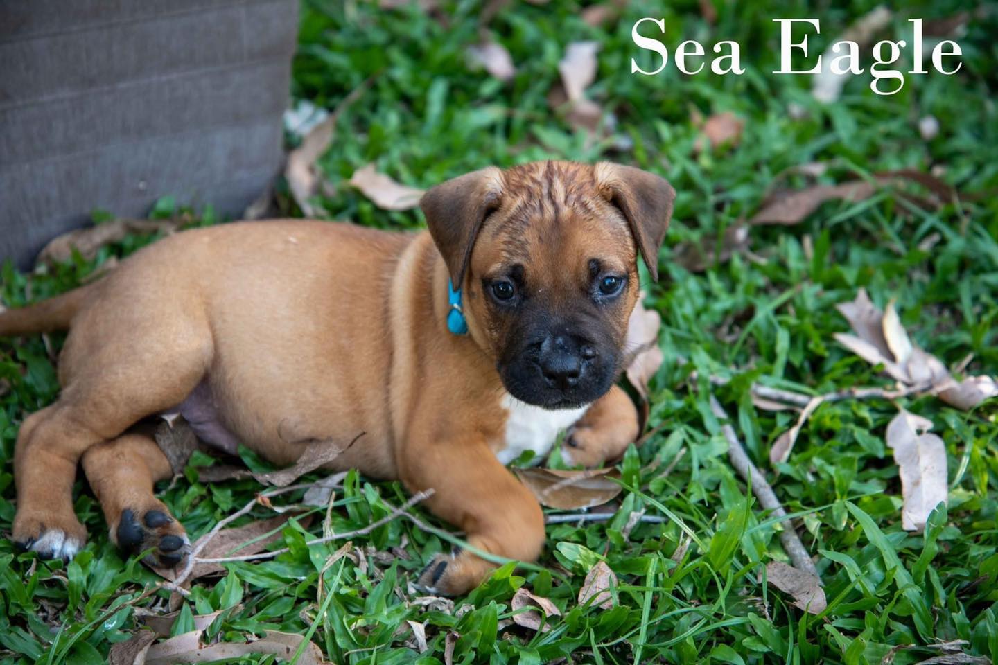 sea-eagle-townsville-foster-and-rehoming-animals