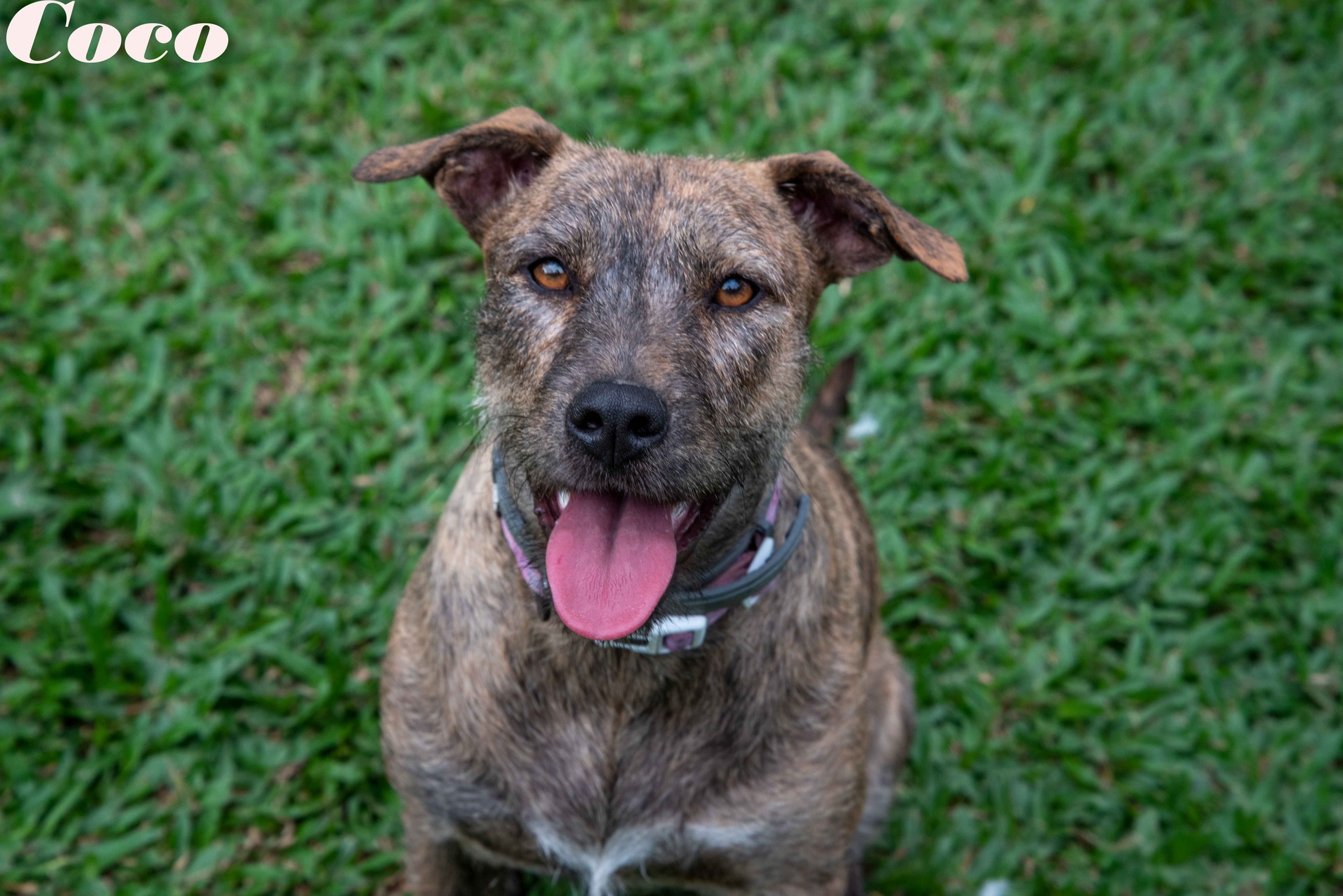 Coco Townsville Foster and Rehoming Animals