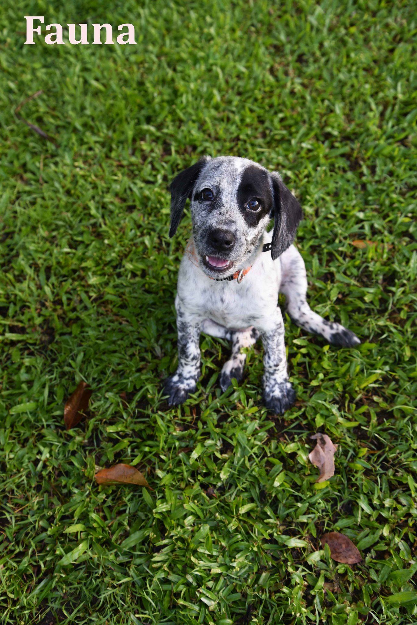 Fauna – Townsville Foster and Rehoming Animals