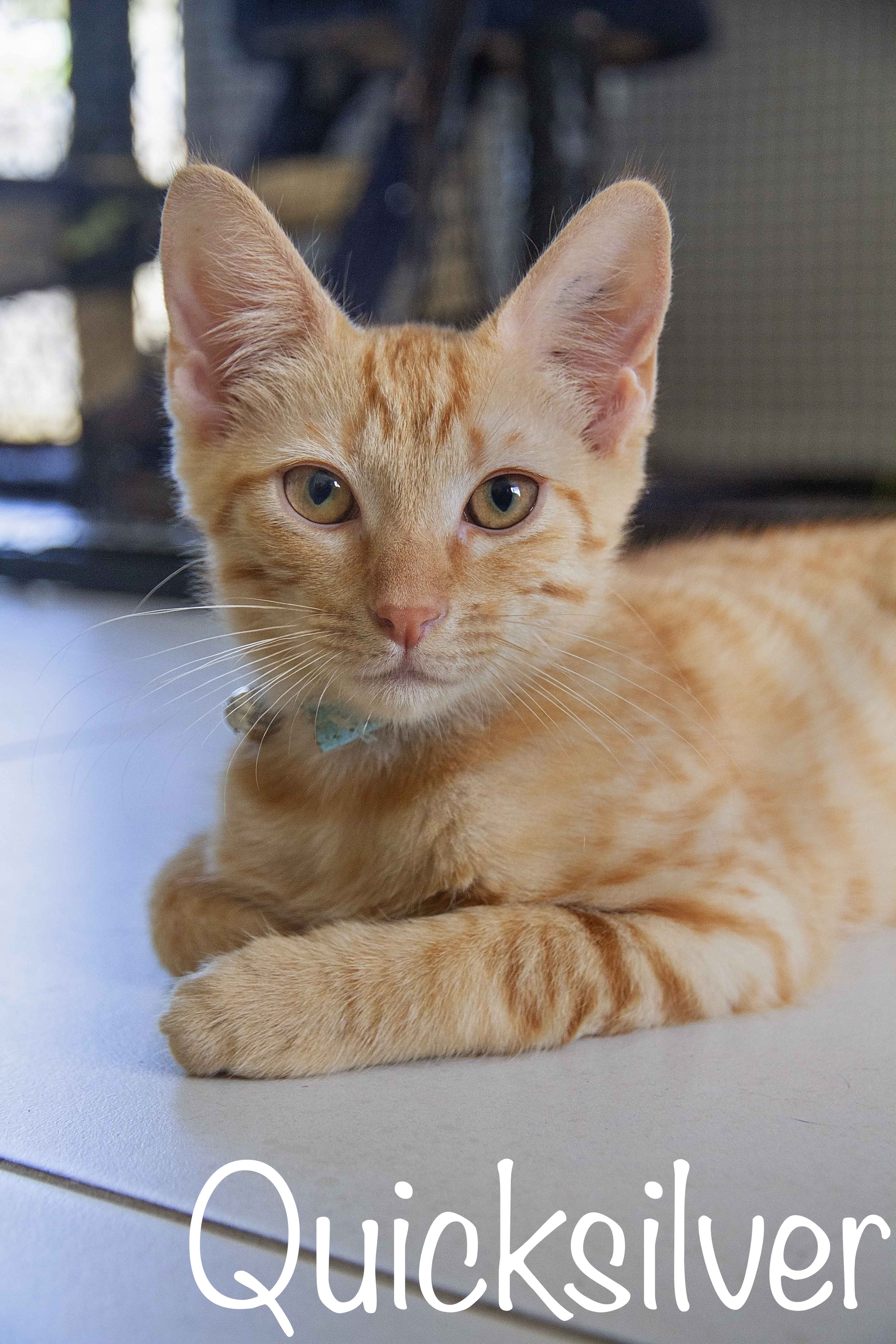 Quicksilver Townsville Foster and Rehoming Animals