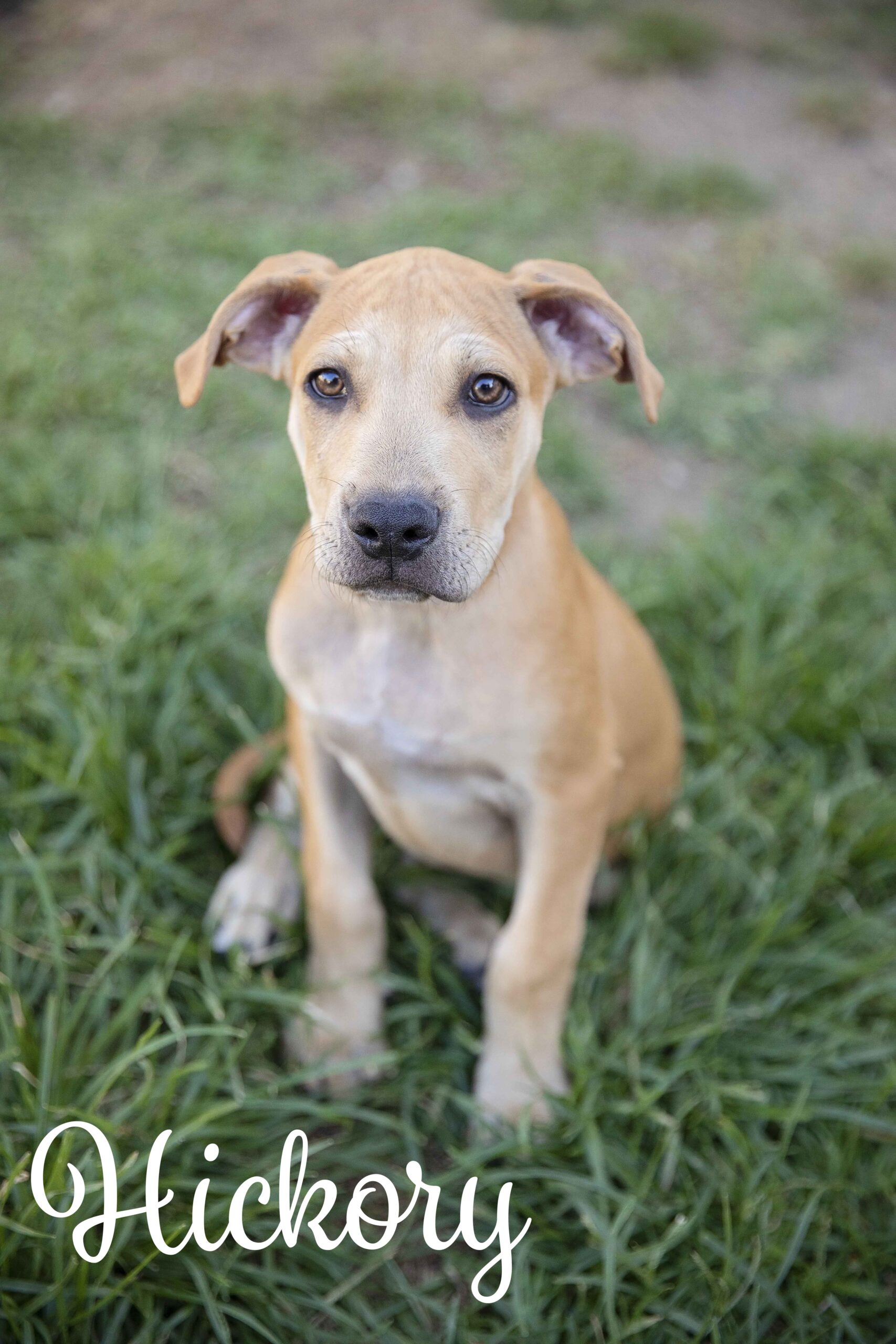 Hickory Townsville Foster and Rehoming Animals