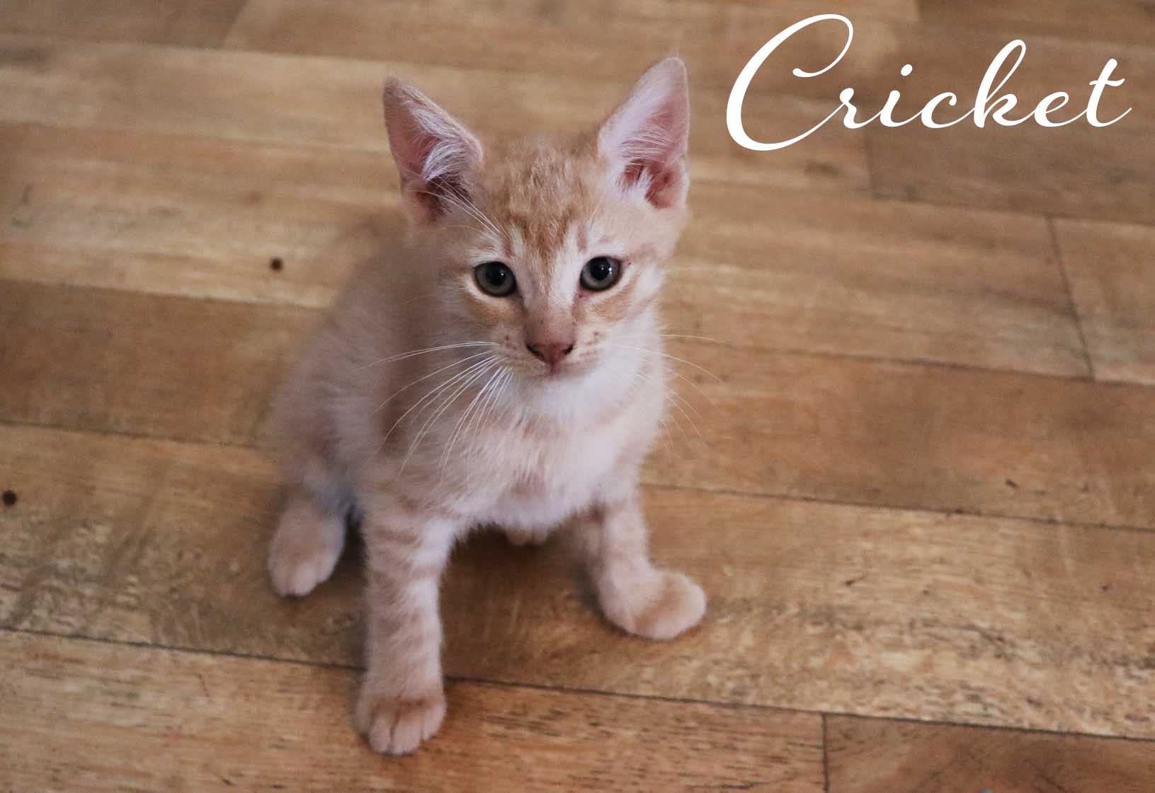 Kitten Townsville Foster and Rehoming Animals