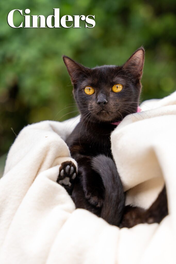 Cinders – Townsville Foster and Rehoming Animals