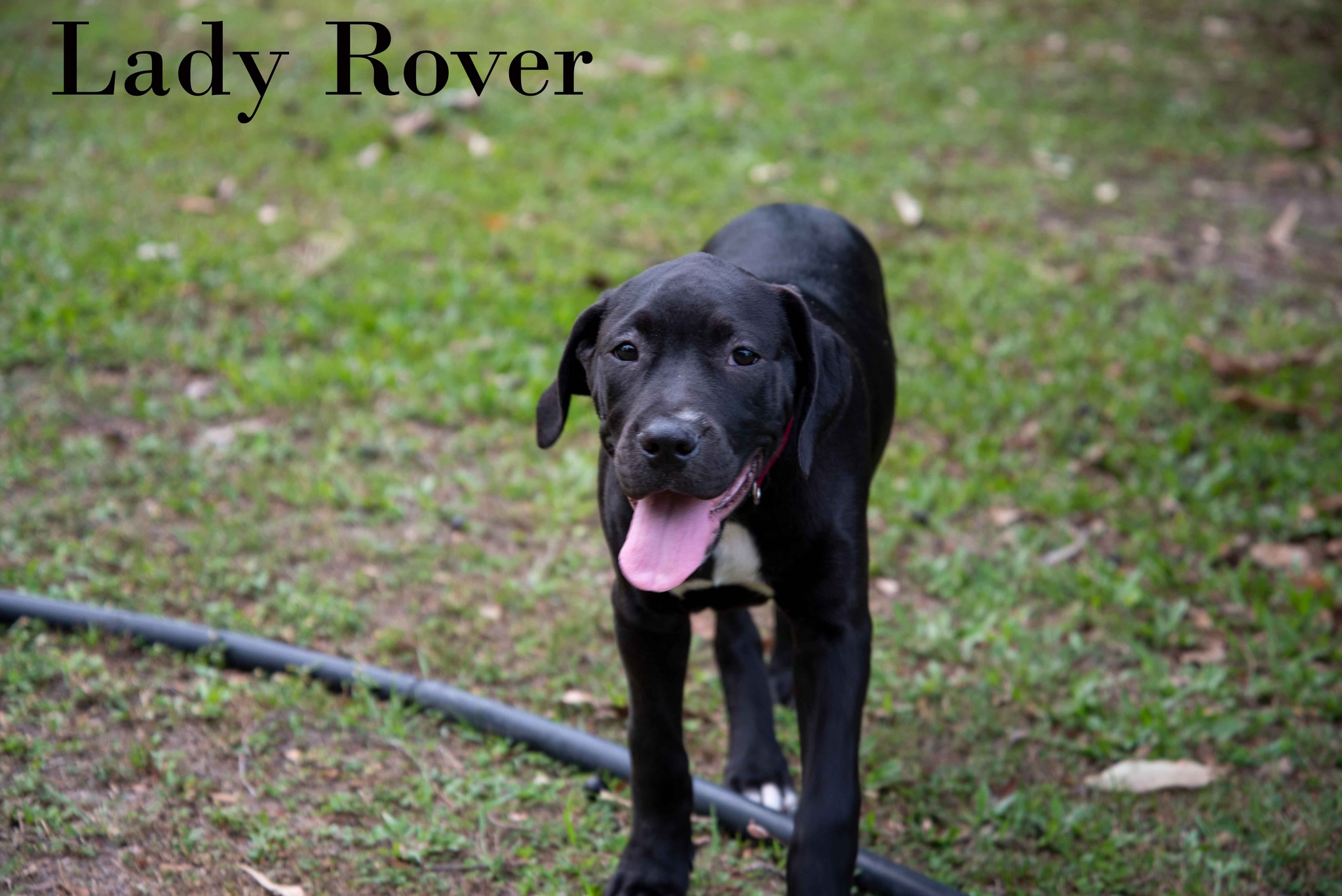 Lady Rover – Townsville Foster and Rehoming Animals