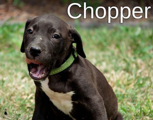 can chopper talk to animals