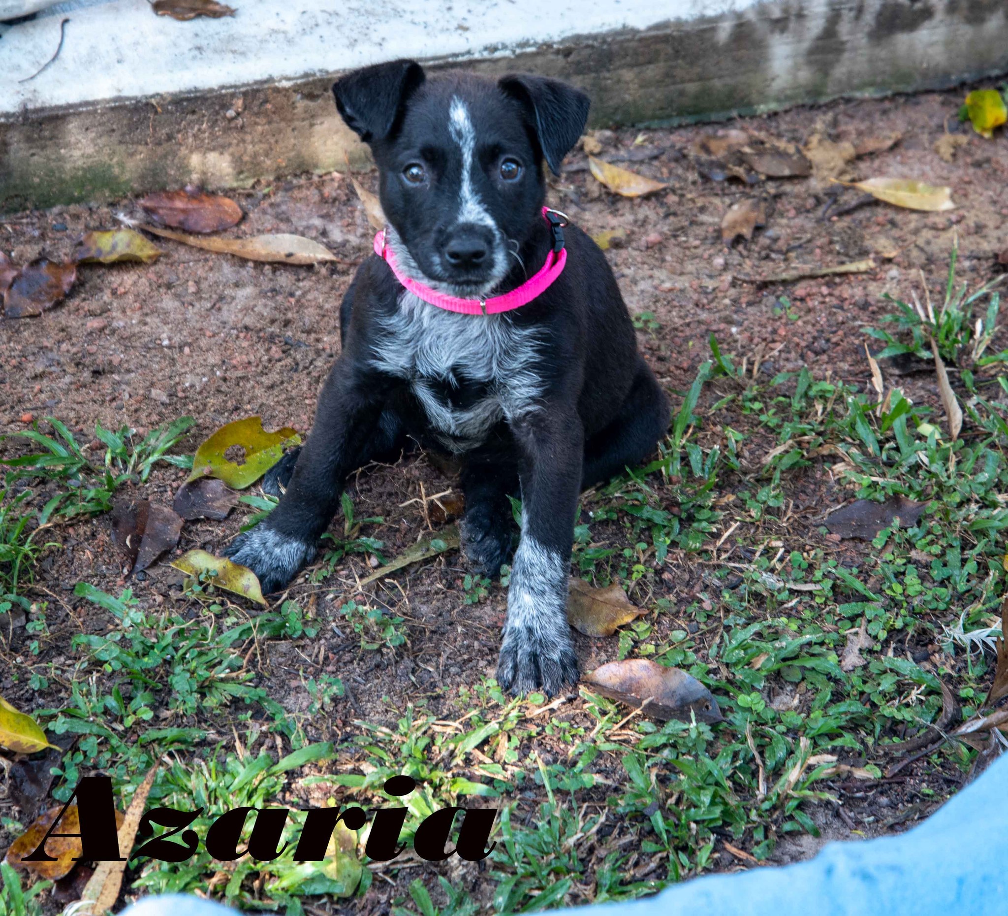 Azaria – Townsville Foster and Rehoming Animals